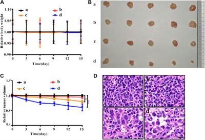 Zirconia Nanoparticles Induce HeLa Cell Death Through Mitochondrial Apoptosis and Autophagy Pathways Mediated by ROS